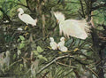 Horsfall Bird Lore 1922 Snowy Egret A4 Photo Print