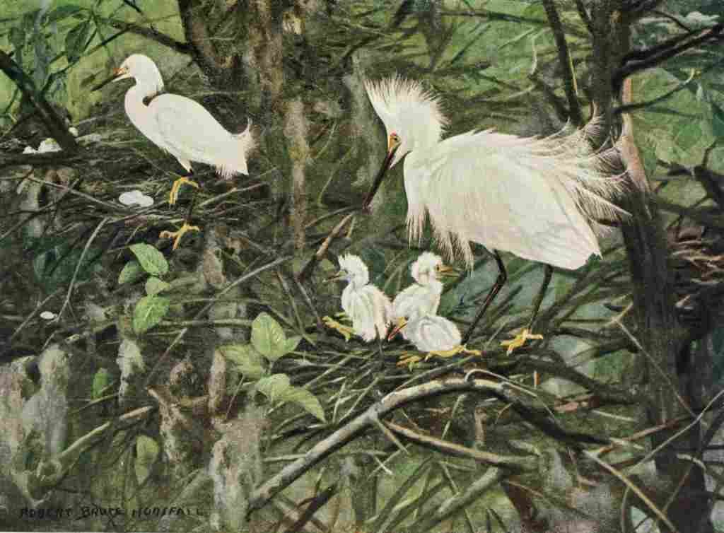 Horsfall Bird Lore 1922 Snowy Egret A4 Photo Print
