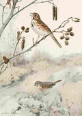 Horsfall Bird Lore 1922 Song Sparrow A4 Photo Print