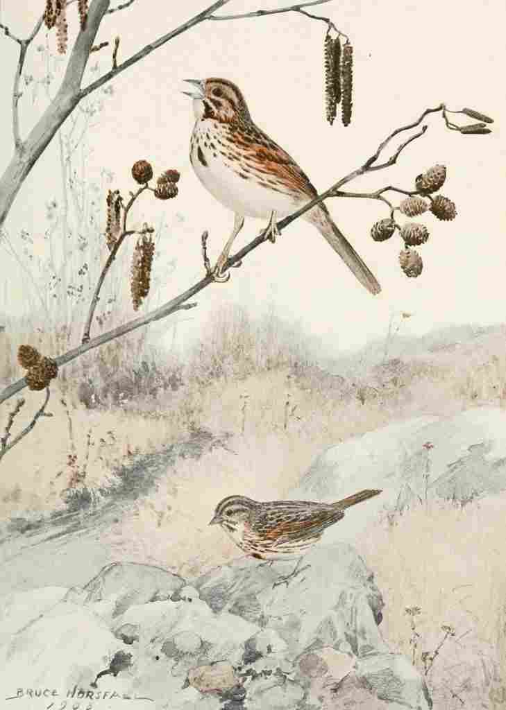 Horsfall Bird Lore 1922 Song Sparrow A4 Photo Print