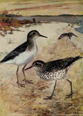 Horsfall Bird Lore 1922 Spotted Sandpiper A4 Photo Print