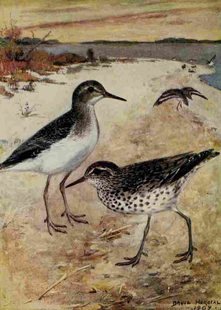 Horsfall Bird Lore 1922 Spotted Sandpiper A4 Photo Print