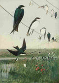 Horsfall Bird Lore 1922 Tree Swallows A4 Photo Print