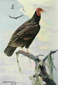 Horsfall Bird Lore 1922 Turkey Vulture A4 Photo Print
