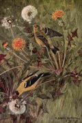 Horsfall Bird Neighbours 1922 Goldfinch A4 Photo Print