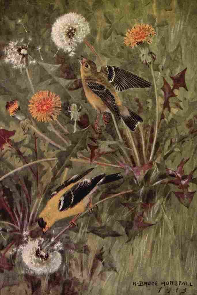 Horsfall Bird Neighbours 1922 Goldfinch A4 Photo Print