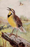 Horsfall Birds 1919 Meadowlark A4 Photo Print