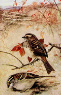 Horsfall Birds 1919 White thr Sparrow A4 Photo Print