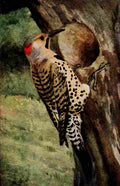 Horsfall Birds of Field Forest 1919 Flicker A4 Photo Print