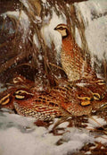 Horsfall Robert Bruce 1869 1948 Bird Biographies 1923 Bob White A4 Photo Print
