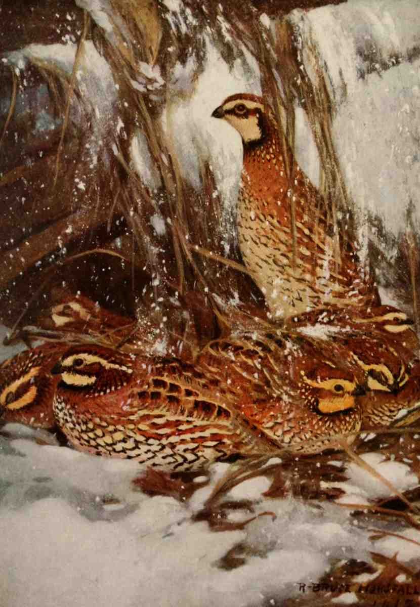 Horsfall Robert Bruce 1869 1948 Bird Biographies 1923 Bob White A4 Photo Print