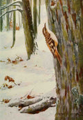 Horsfall Robert Bruce 1869 1948 Bird Biographies 1923 Brown Creeper A4 Photo Print