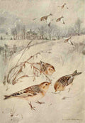 Horsfall Robert Bruce 1869 1948 Bird Biographies 1923 Snowflake A4 Photo Print