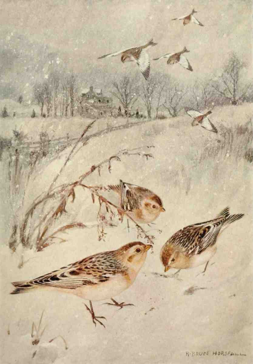 Horsfall Robert Bruce 1869 1948 Bird Biographies 1923 Snowflake A4 Photo Print
