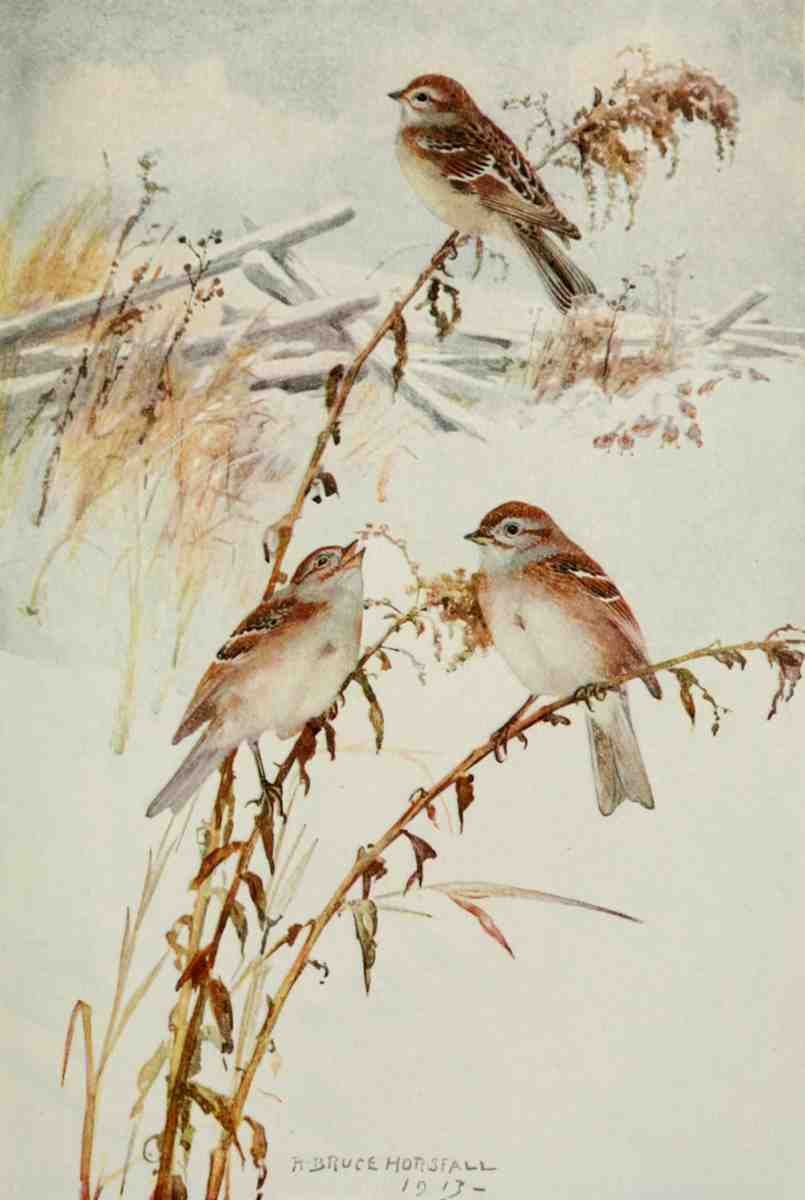 Horsfall Robert Bruce 1869 1948 Bird Biographies 1923 Tree Sparrow A4 Photo Print