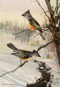 Horsfall Robert Bruce 1869 1948 Bird Biographies 1923 Tufted Titmouse A4 Photo Print