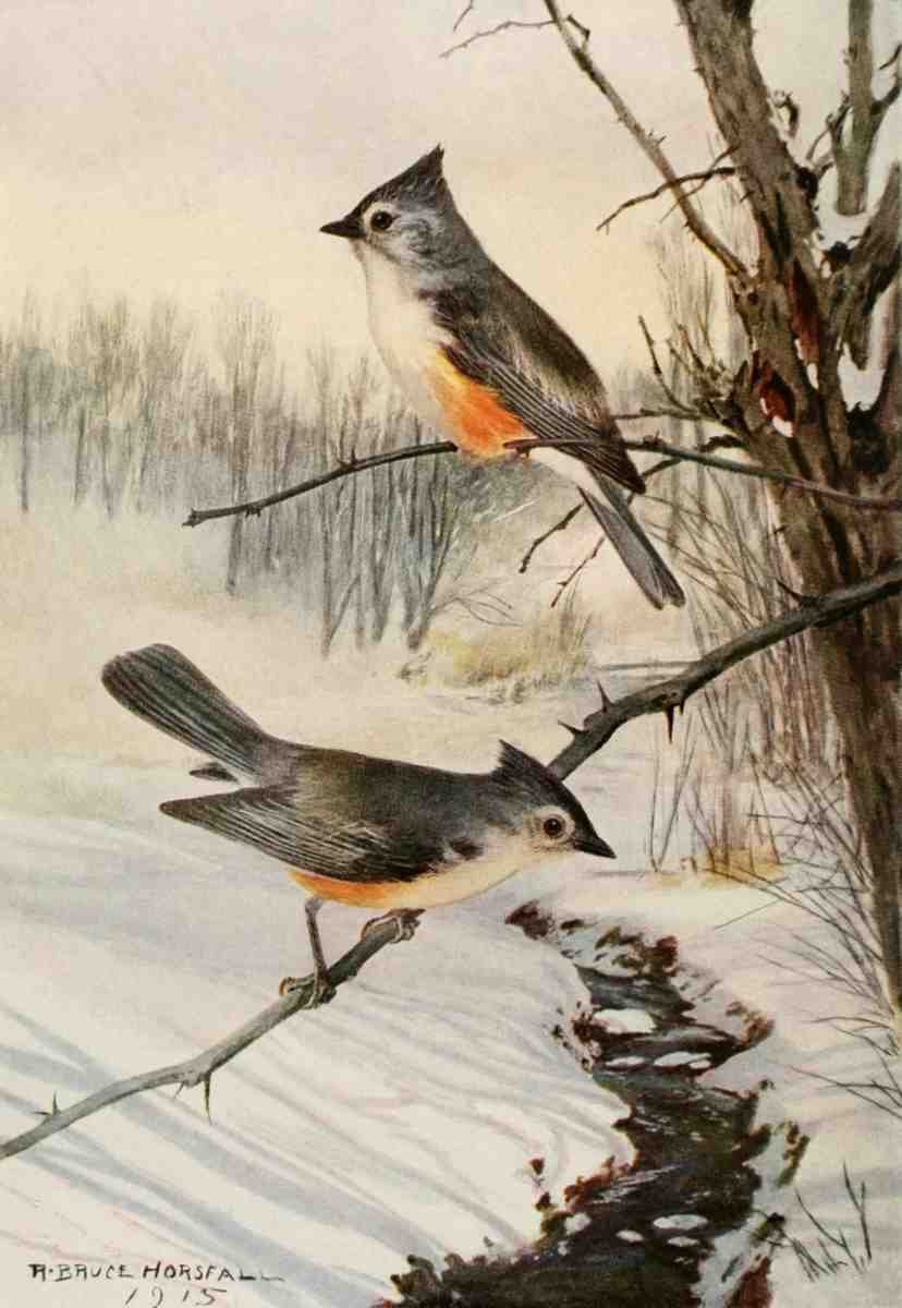 Horsfall Robert Bruce 1869 1948 Bird Biographies 1923 Tufted Titmouse A4 Photo Print
