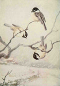 Horsfall Robert Bruce 1869 1948 Bird Lore 1912 Chickadee A4 Photo Print