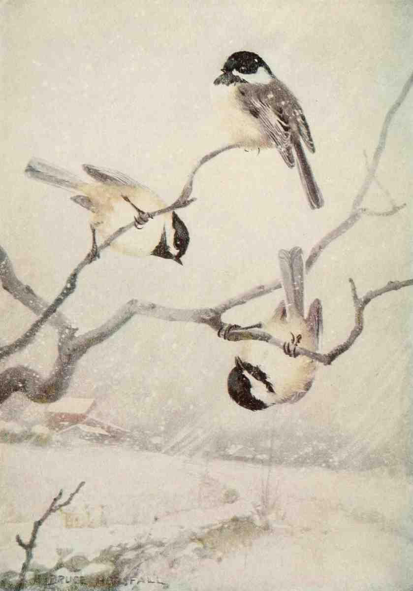 Horsfall Robert Bruce 1869 1948 Bird Lore 1912 Chickadee A4 Photo Print
