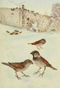 Horsfall Robert Bruce 1869 1948 Bird Lore 1917 English Sparrow A4 Photo Print