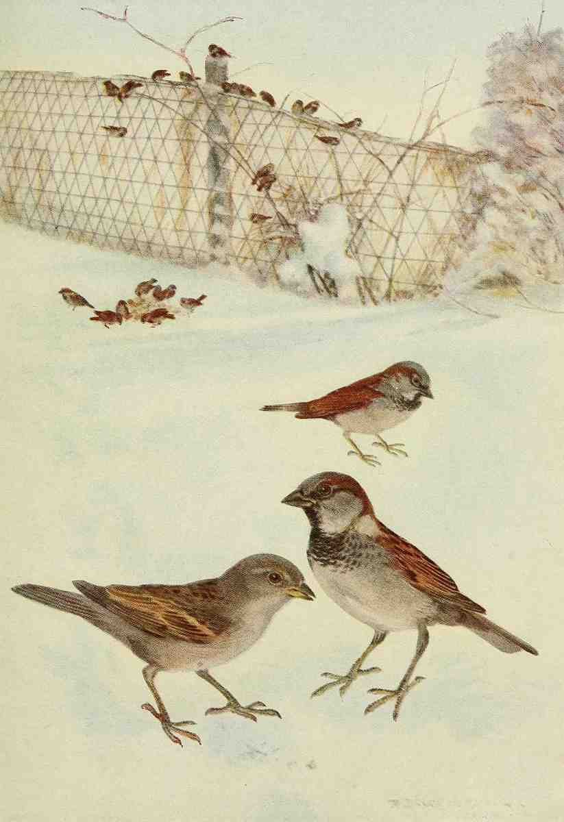 Horsfall Robert Bruce 1869 1948 Bird Lore 1917 English Sparrow A4 Photo Print