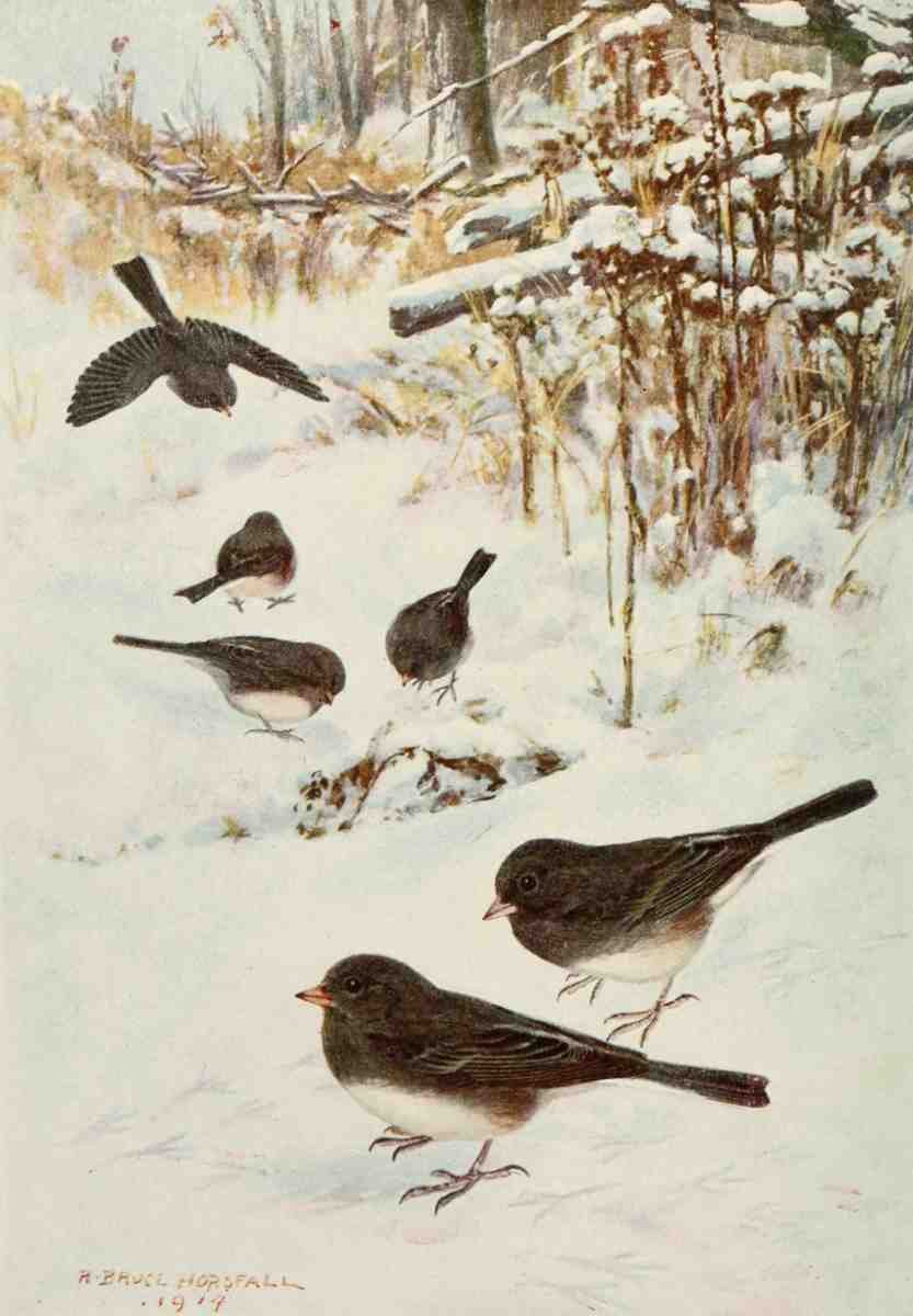 Horsfall Robert Bruce 1869 1948 Bird Lore 1918 Slate coloured Junco A4 Photo Print