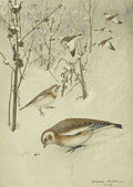 Horsfall Robert Bruce 1869 1948 Bird Lore 1918 Snowflake A4 Photo Print