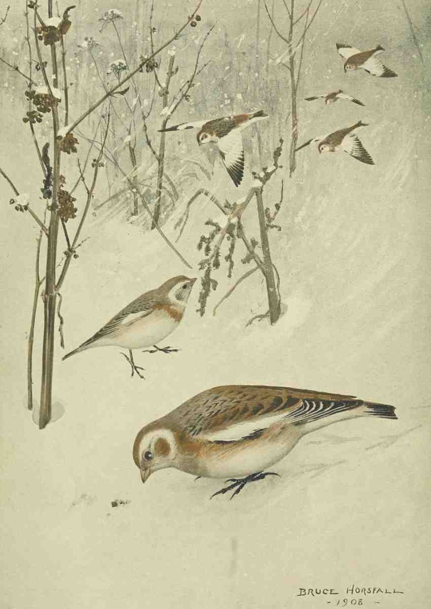 Horsfall Robert Bruce 1869 1948 Bird Lore 1918 Snowflake A4 Photo Print