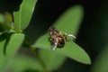 Hoverfly Green Leaf A4 Photo Print