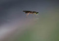 Hoverfly Macro Green A4 Photo Print