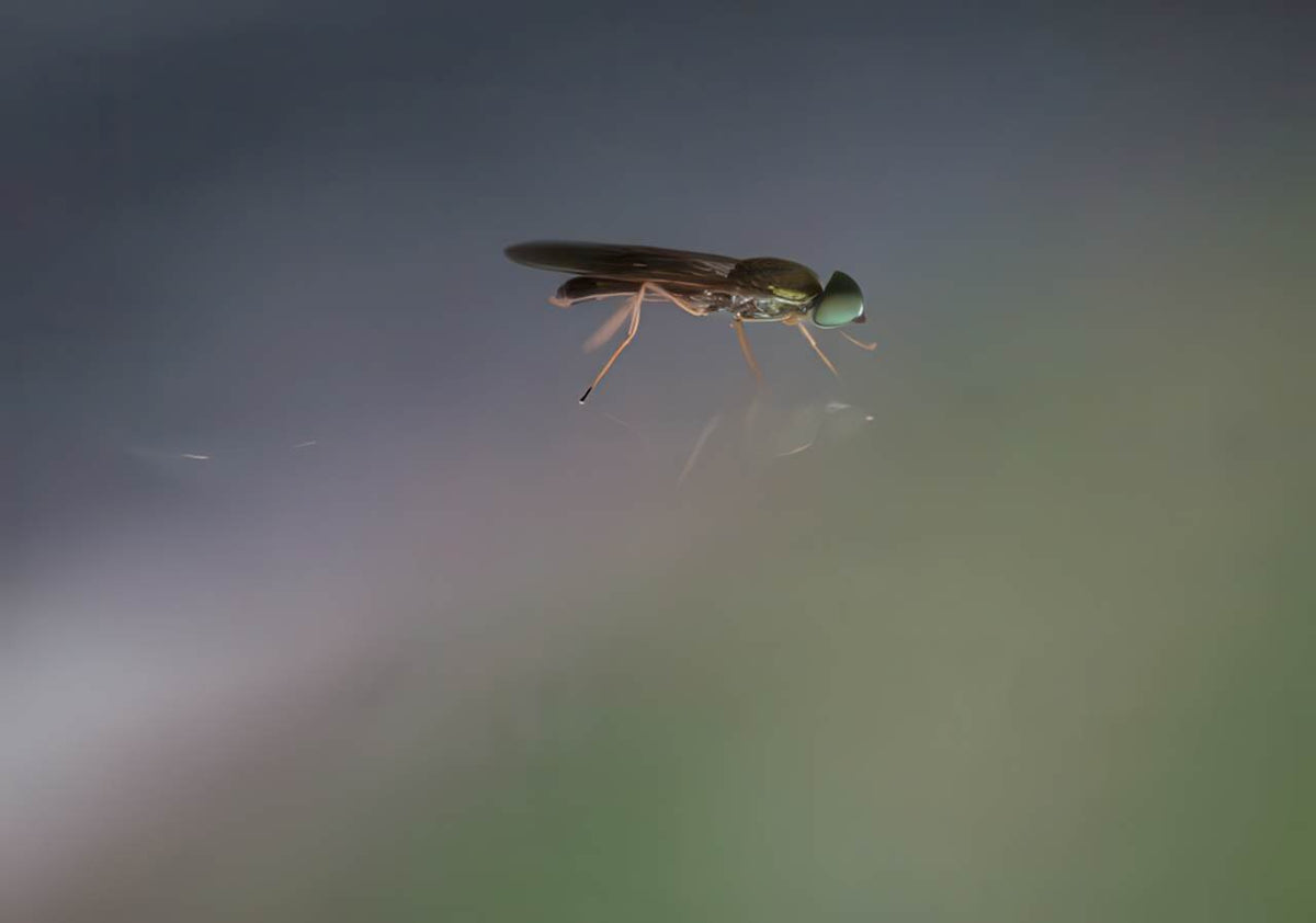 Hoverfly Macro Green A4 Photo Print
