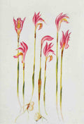 How to know the Wild Flowers 1909 Arethusa A4 Photo Print