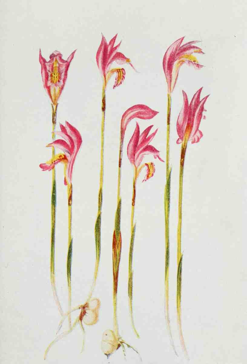 How to know the Wild Flowers 1909 Arethusa A4 Photo Print