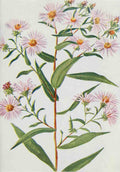 How to know the Wild Flowers 1909 Aster Novi Belgii A4 Photo Print
