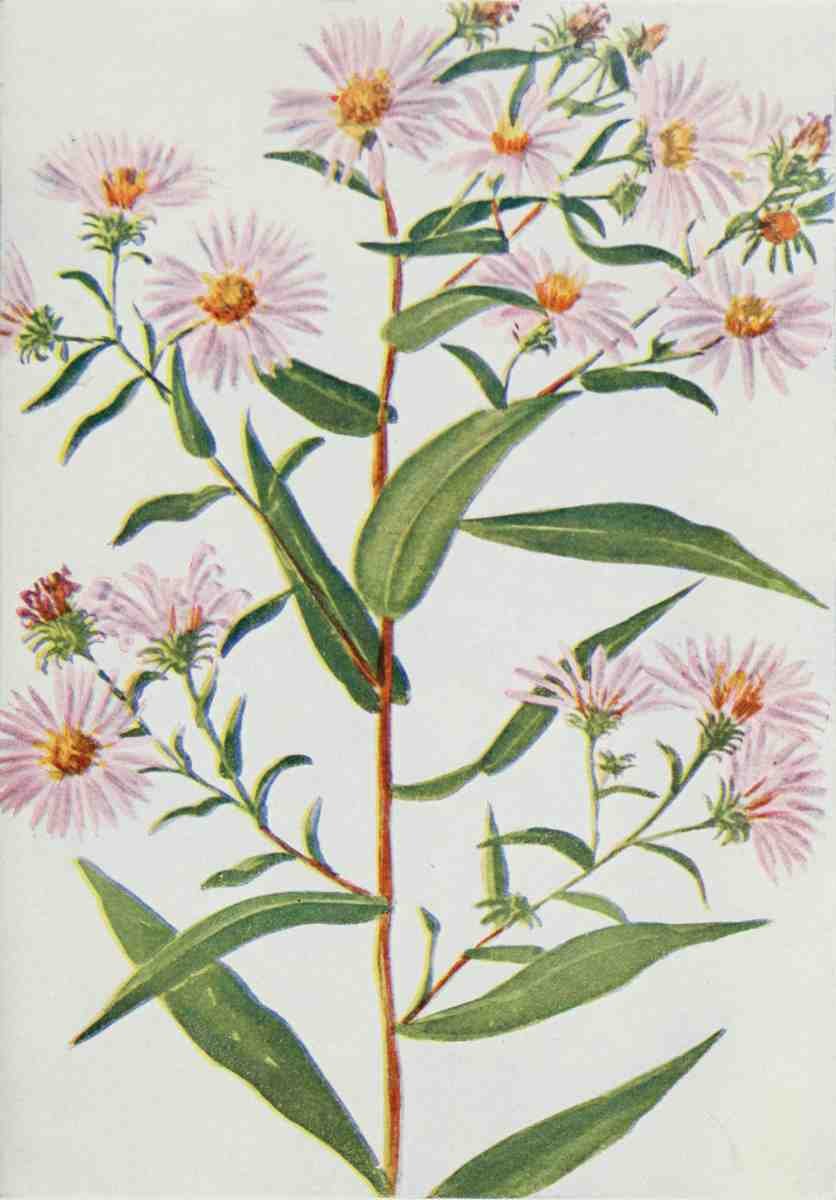 How to know the Wild Flowers 1909 Aster Novi Belgii A4 Photo Print