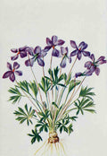 How to know the Wild Flowers 1909 Bird foot Violet A4 Photo Print