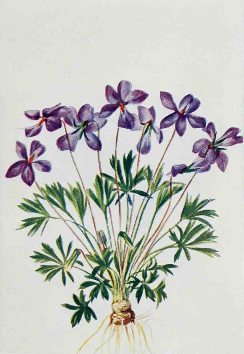 How to know the Wild Flowers 1909 Bird foot Violet A4 Photo Print