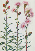 How to know the Wild Flowers 1909 Blazing Star A4 Photo Print