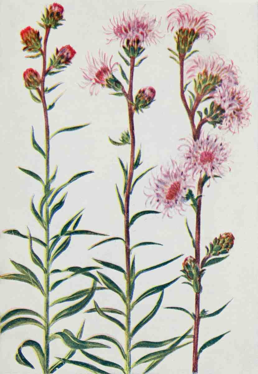 How to know the Wild Flowers 1909 Blazing Star A4 Photo Print