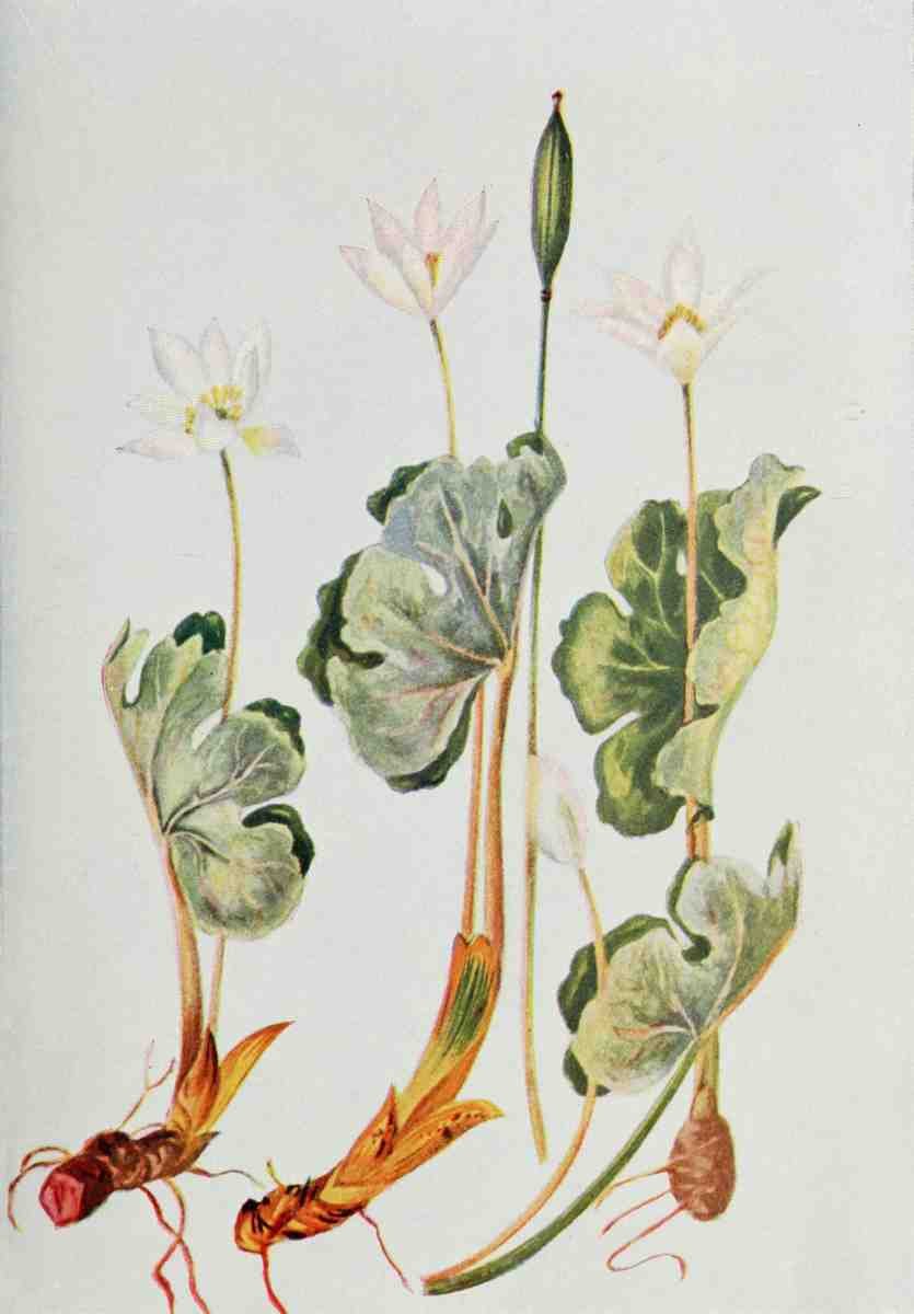 How to know the Wild Flowers 1909 Blood root A4 Photo Print