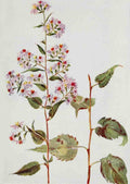How to know the Wild Flowers 1909 Blue Wood Aster A4 Photo Print