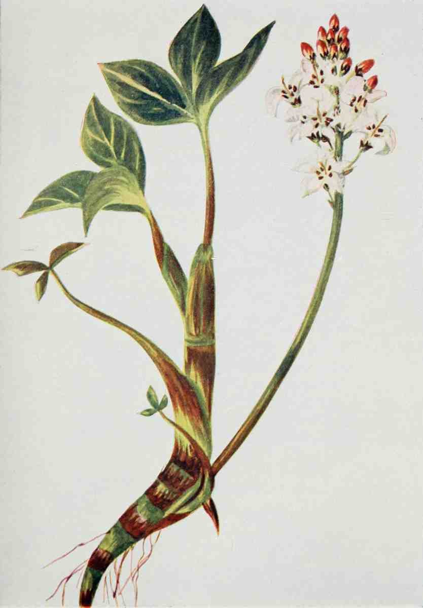 How to know the Wild Flowers 1909 Buckbean A4 Photo Print