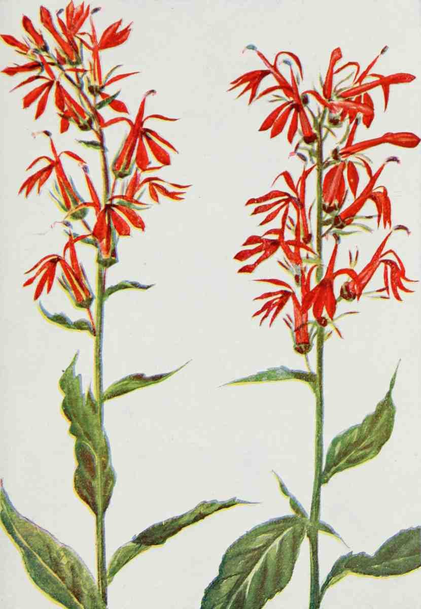 How to know the Wild Flowers 1909 Cardinal Flower A4 Photo Print