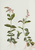 How to know the Wild Flowers 1909 Common Speedwell A4 Photo Print