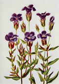 How to know the Wild Flowers 1909 Fringed Gentian A4 Photo Print