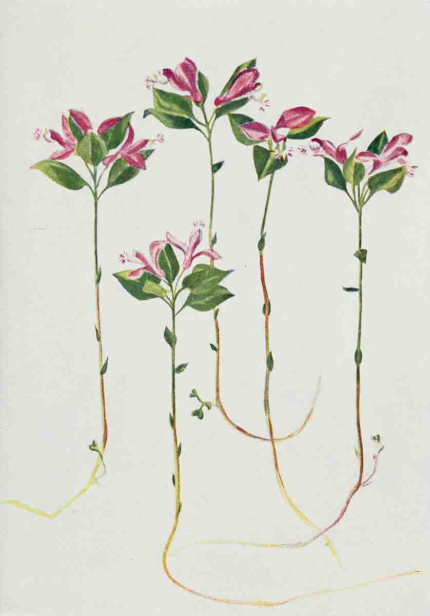 How to know the Wild Flowers 1909 Fringed Polygala A4 Photo Print