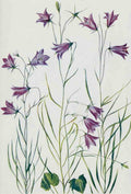 How to know the Wild Flowers 1909 Harebell A4 Photo Print