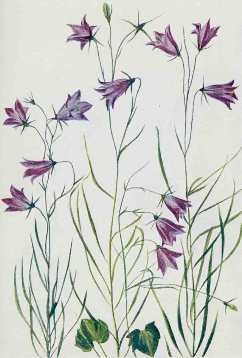 How to know the Wild Flowers 1909 Harebell A4 Photo Print