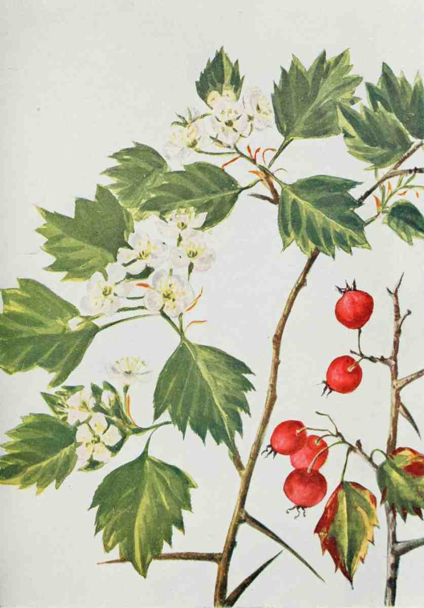 How to know the Wild Flowers 1909 Hawthorn A4 Photo Print