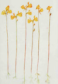 How to know the Wild Flowers 1909 Horned Bladderwort A4 Photo Print